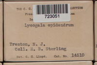 Lycogala epidendrum image